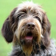 Cane Beccacciaio: addestrarlo alla seguita della Regina Cane Beccacciaio: addestrarlo alla seguita della Regina